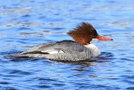 Common Merganser