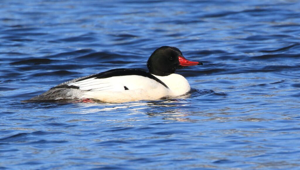 Common Merganser