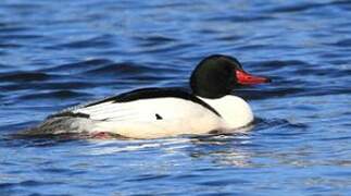 Common Merganser