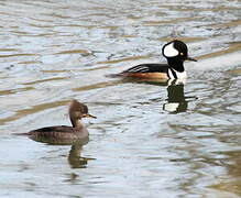 Hooded Merganser