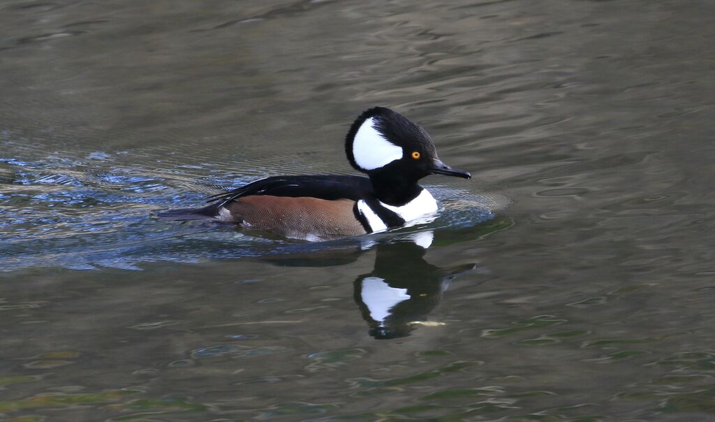 Hooded Merganser male