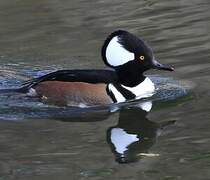 Hooded Merganser