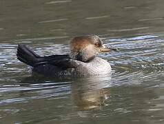 Hooded Merganser