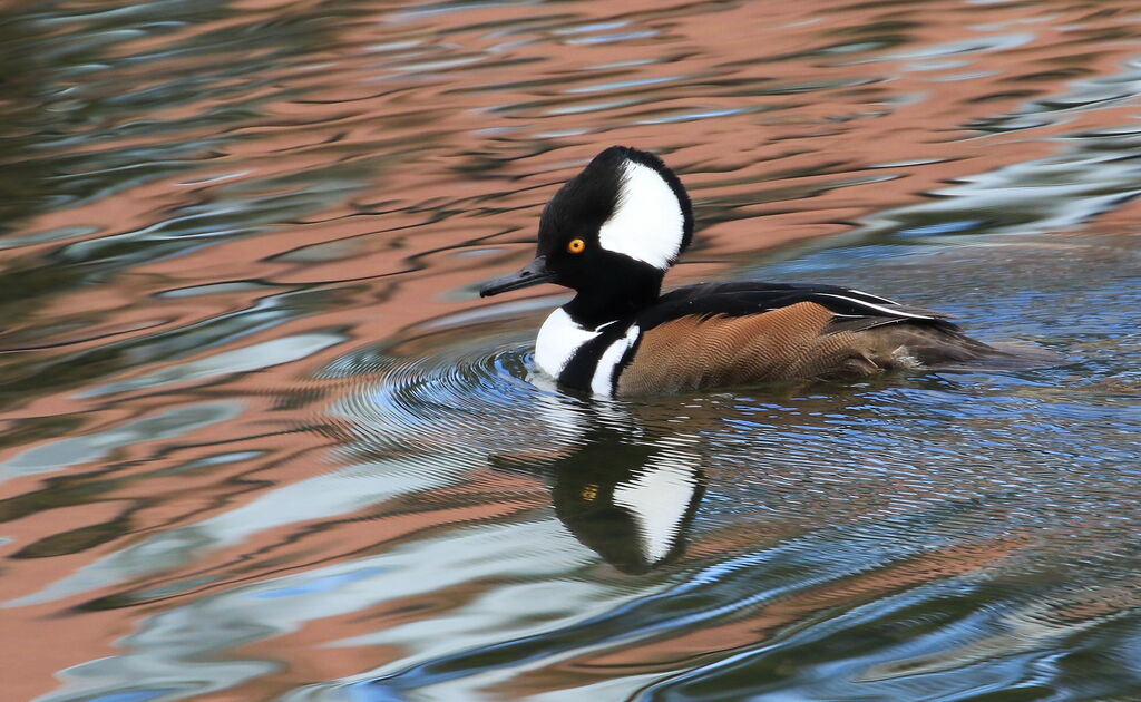 Hooded Merganser male