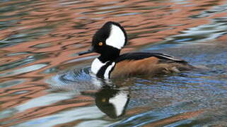 Hooded Merganser