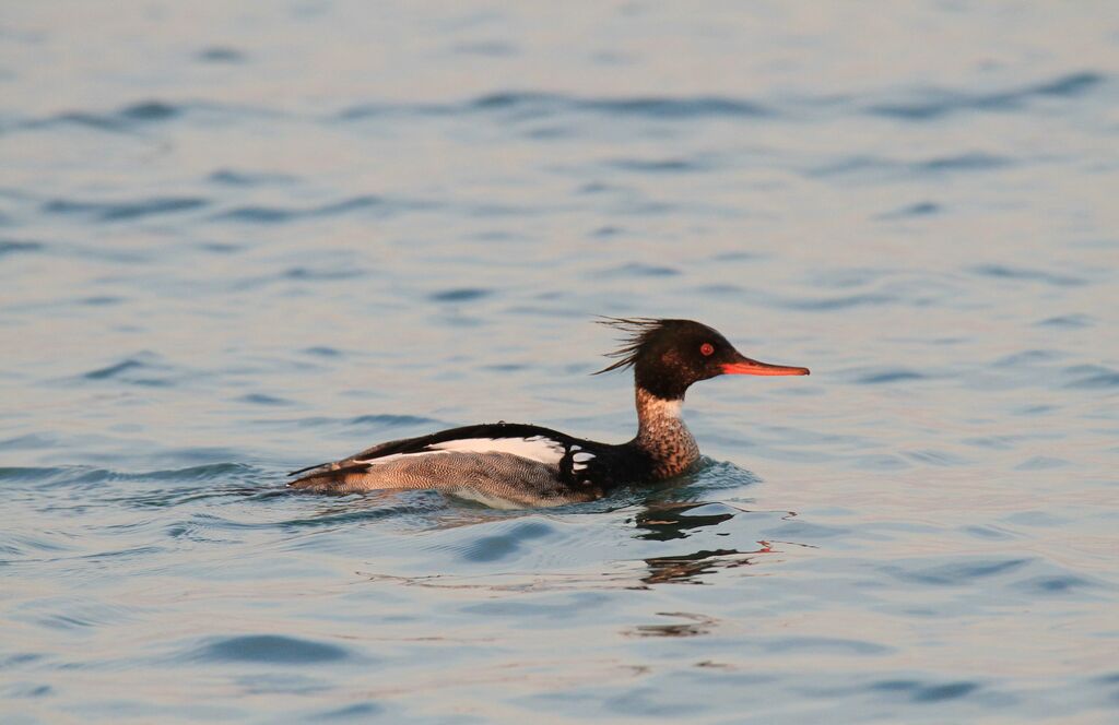 Red-breasted Merganser