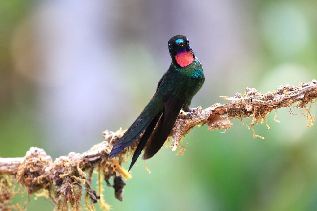 Tourmaline Sunangel