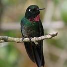 Héliange tourmaline