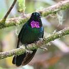 Héliange tourmaline