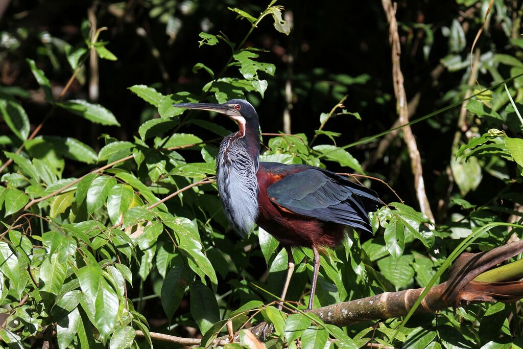 Agami Heron