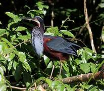 Agami Heron