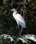 Western Cattle Egret