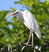 Western Cattle Egret