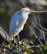 Western Cattle Egret