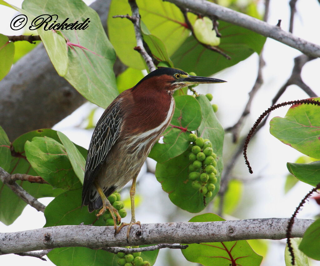 Green Heron