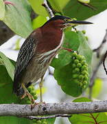 Green Heron