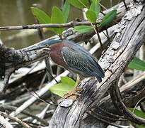 Green Heron