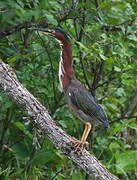 Green Heron