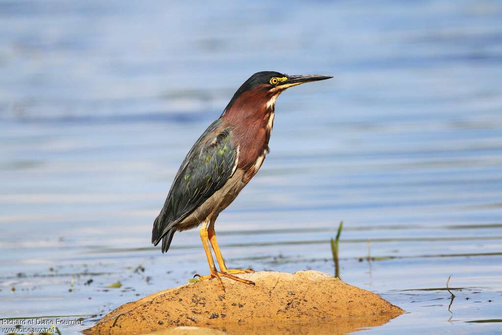 Green Heronadult transition, identification