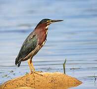 Green Heron