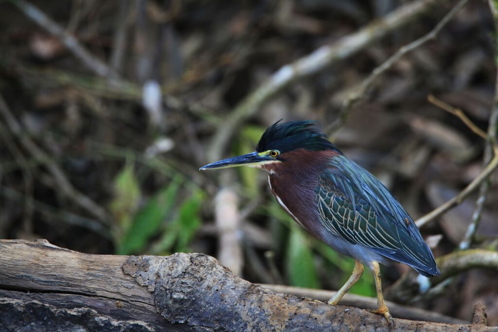 Green Heron