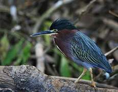 Green Heron