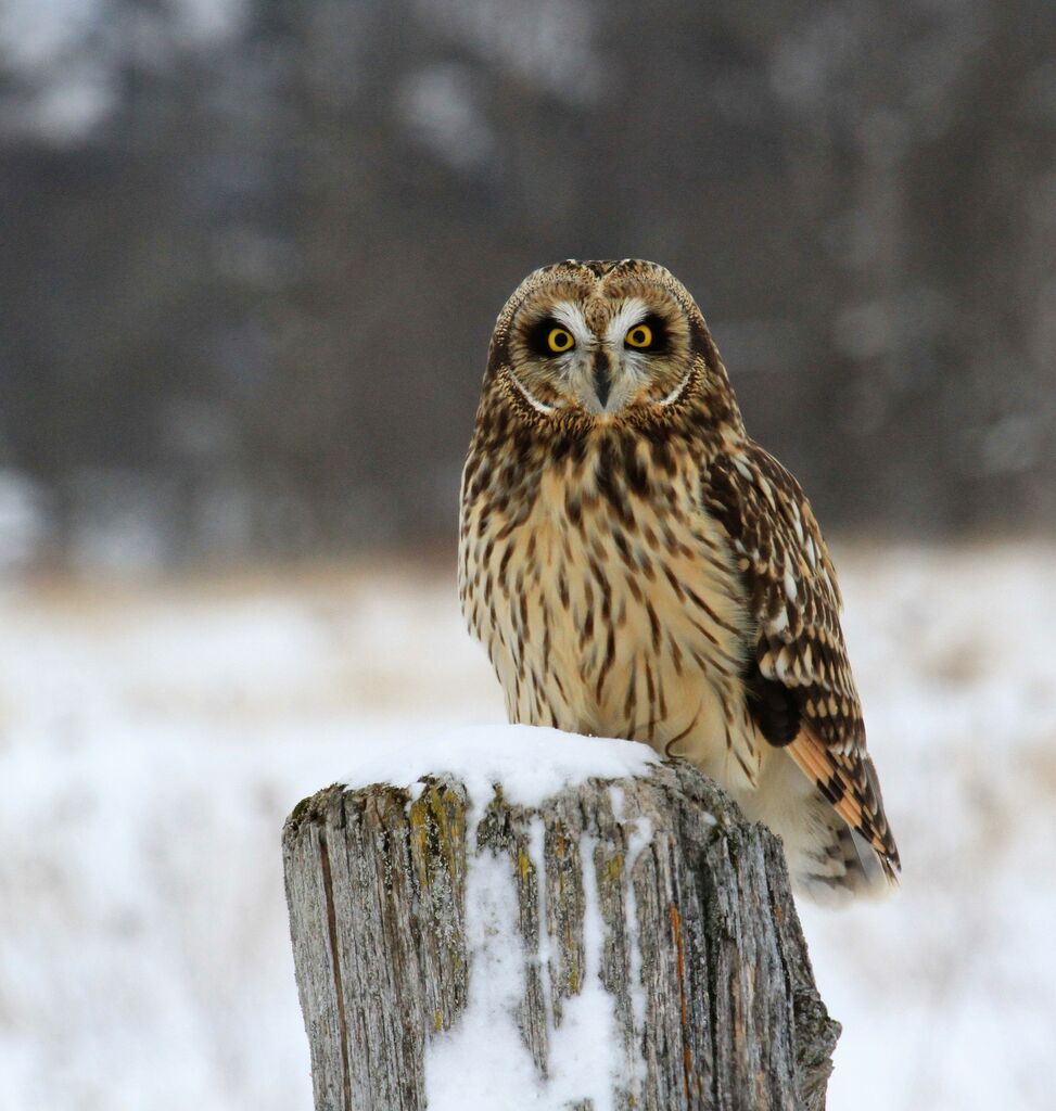 Hibou des marais