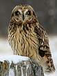 Hibou des marais