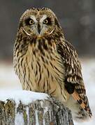 Short-eared Owl