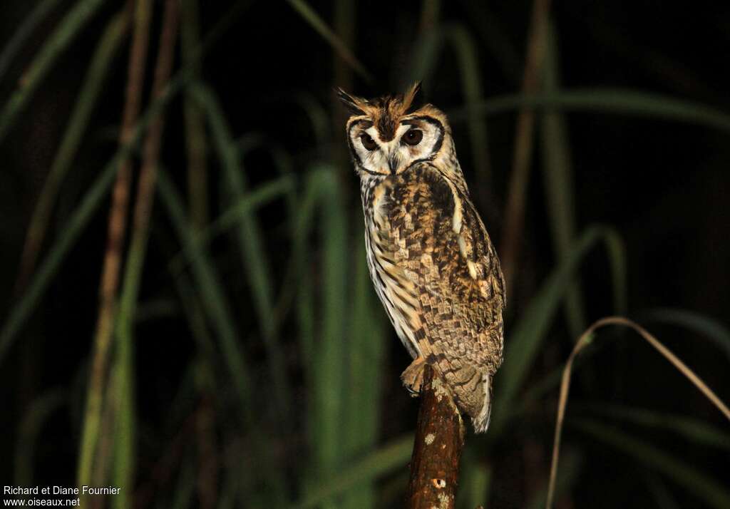 Hibou striéadulte, identification