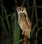 Striped Owl