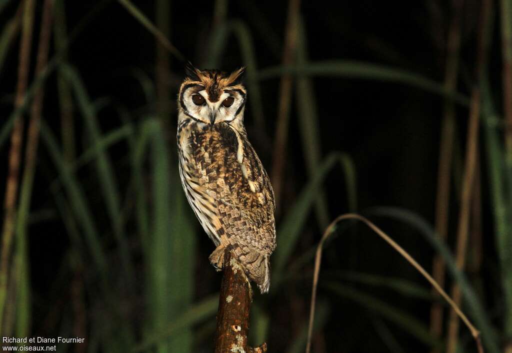 Striped Owladult, identification