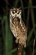 Striped Owl