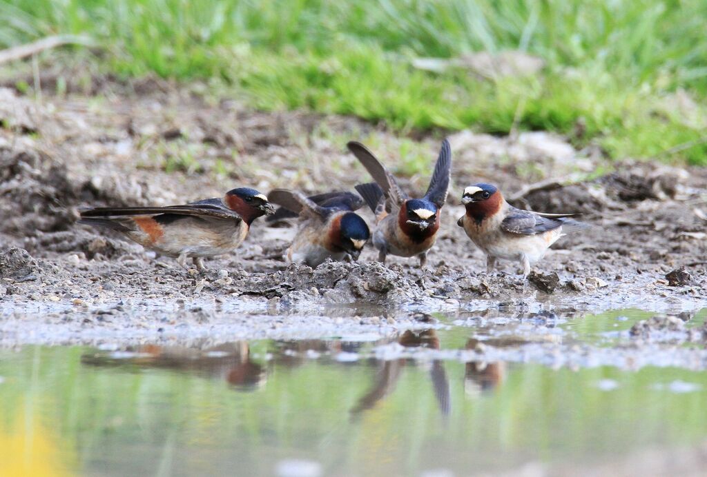 American Cliff Swallow