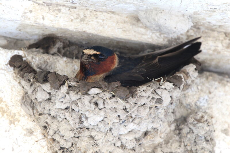 American Cliff Swallow
