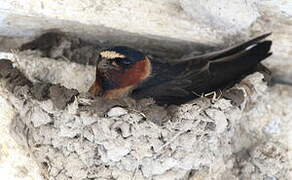 American Cliff Swallow