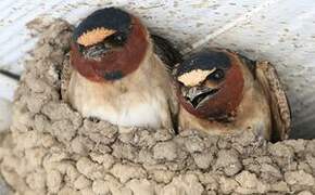 American Cliff Swallow