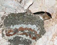 Cave Swallow