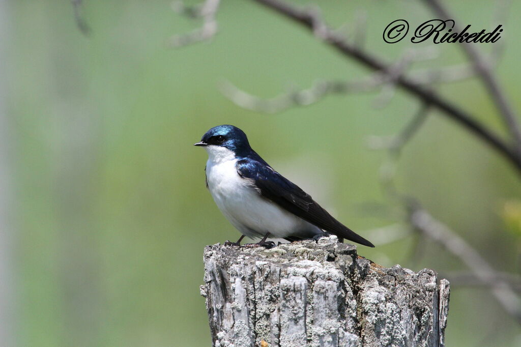 Hirondelle bicolore