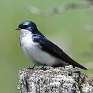 Hirondelle bicolore