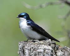 Tree Swallow