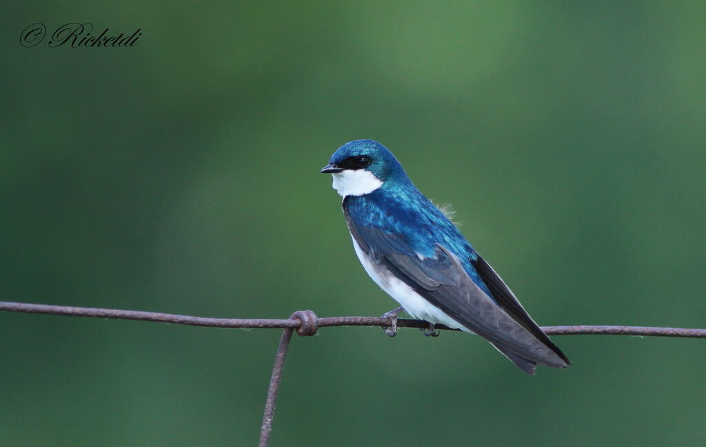 Hirondelle bicolore