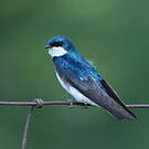 Hirondelle bicolore