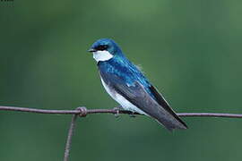 Tree Swallow