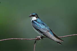 Tree Swallow