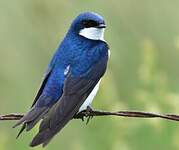 Hirondelle bicolore