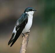 Mangrove Swallow