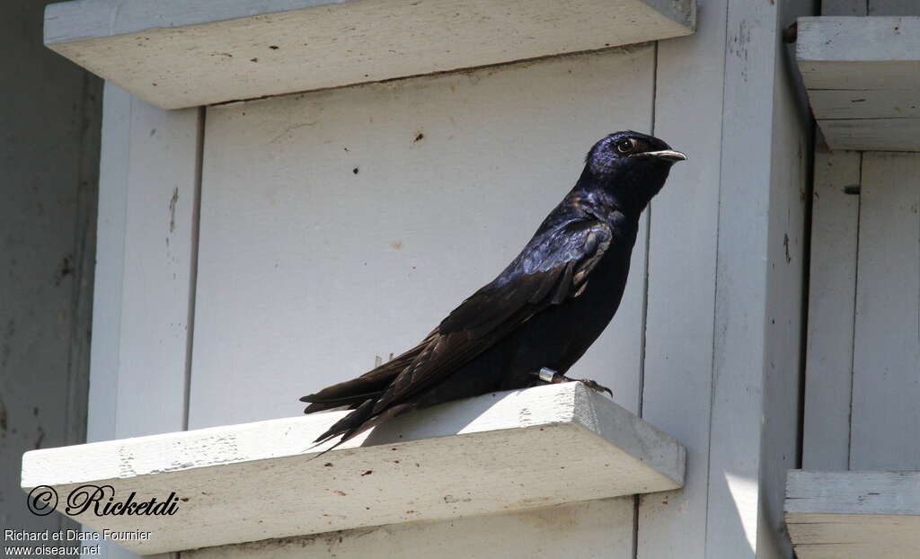 Hirondelle noire mâle adulte nuptial, identification