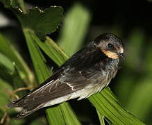 Barn Swallow