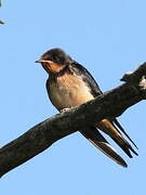 Barn Swallow